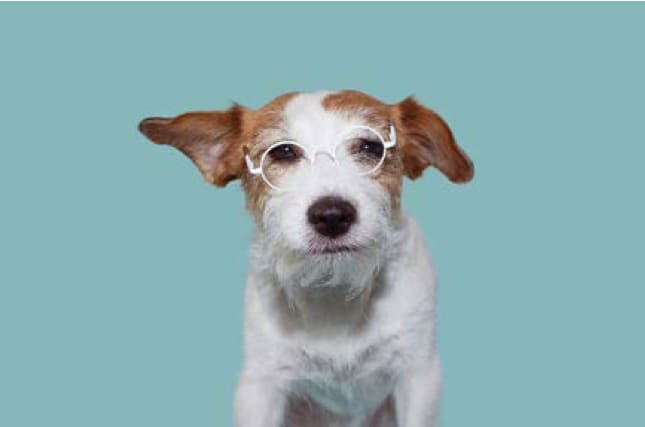 FUNNY INTELLECTUAL JACK RUSSELL DOG WEARING WHITE EYE GLASSES. ISOLATED AGAINST BLUE COLORED BACKGROUND. STUDIO SHOT. 