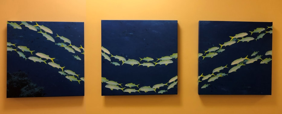 School of Fish Barrier Reef by Unknown, Image 5.