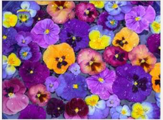 Floating Pansies by Darrell Gulin 