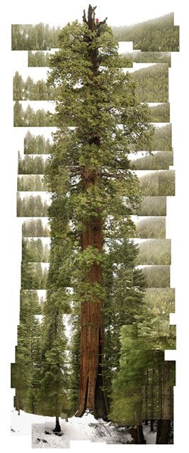 "Stagg" Sequoia by James Balog 