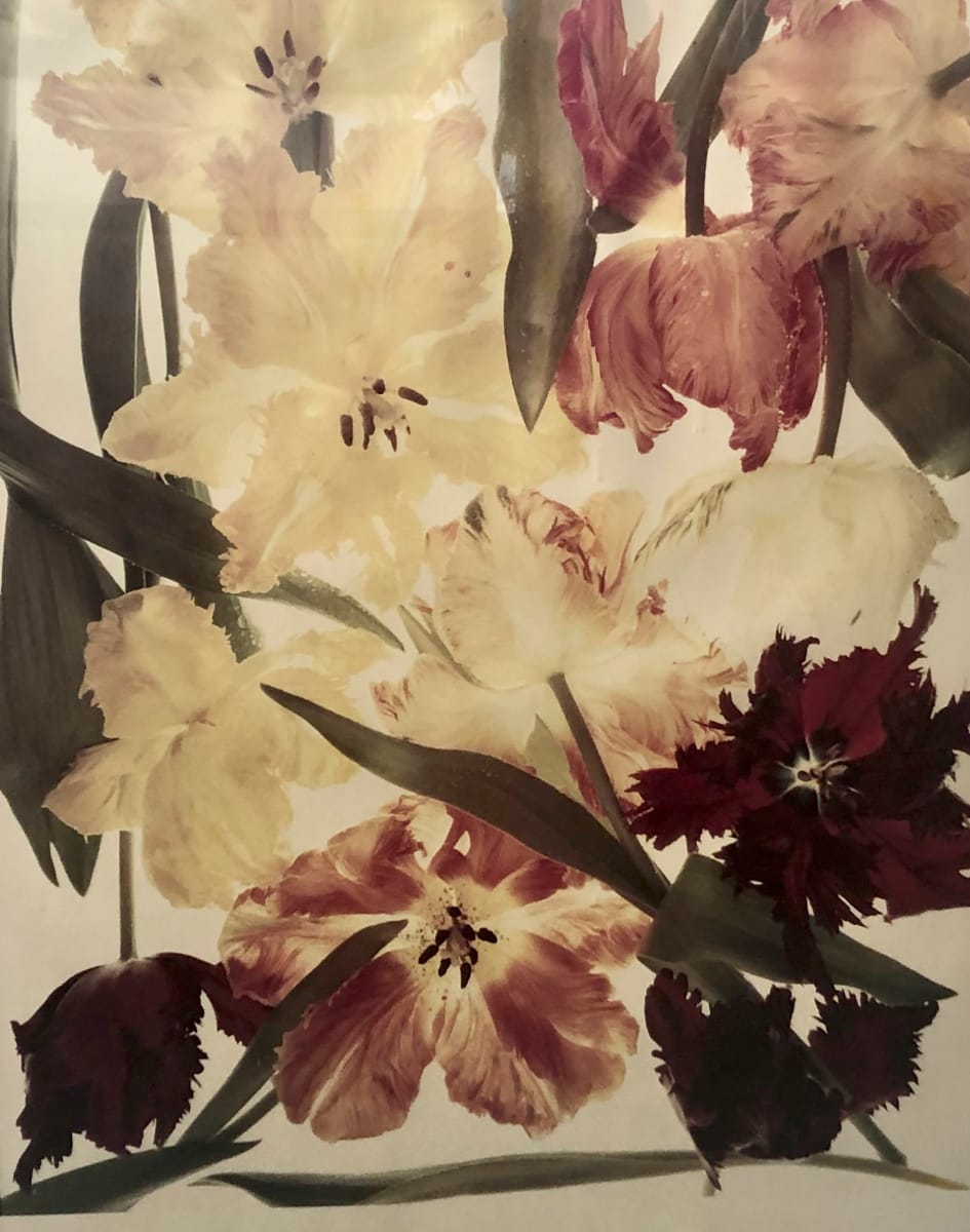 Flower Studies #126 by Michael Geiger 