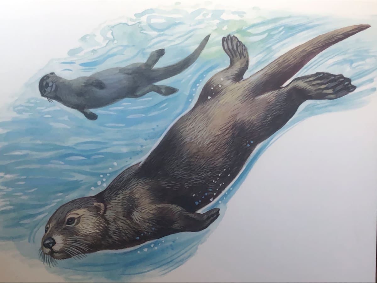 Otters by Unknown 