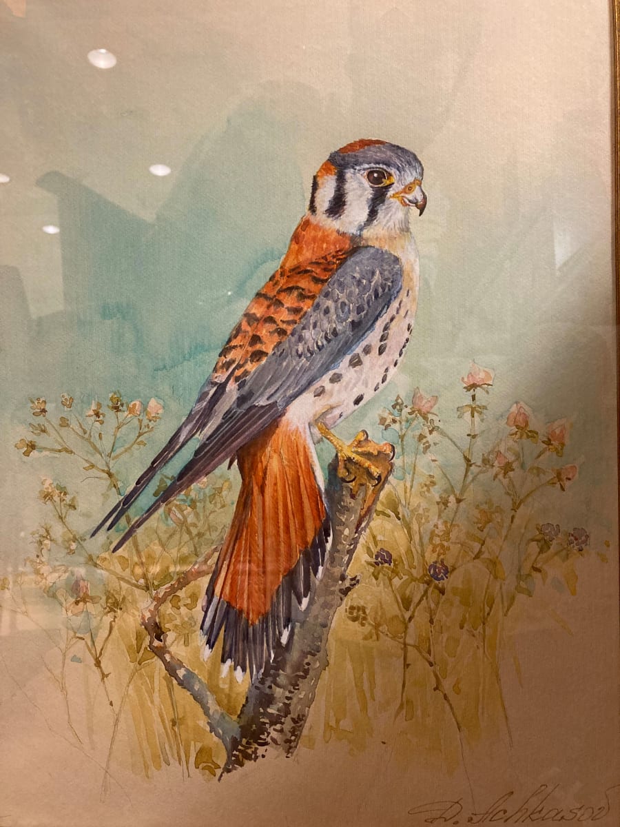 American Kestrel (Falco Sparverius) by Demetrij Achkasov 