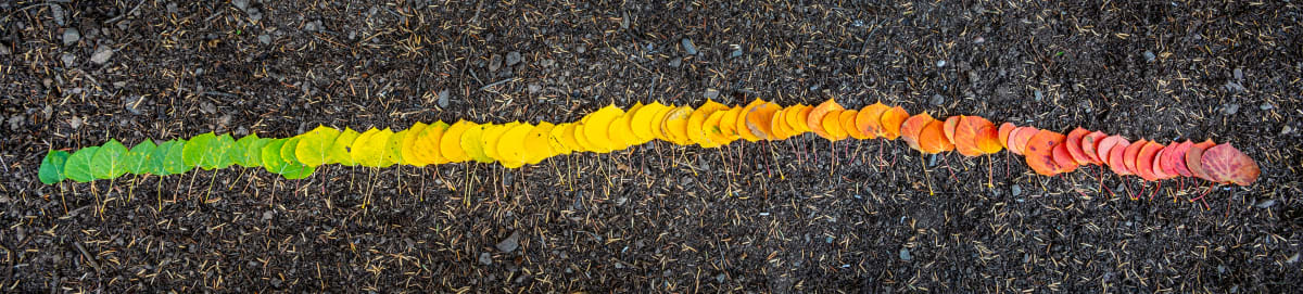 Aspen Leaf Line by Dale Burkett 