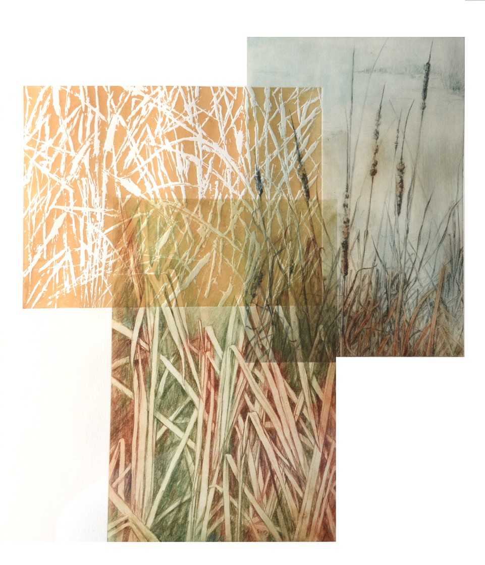 Cattail Pond 1/1 by Carol Till, Image 1.