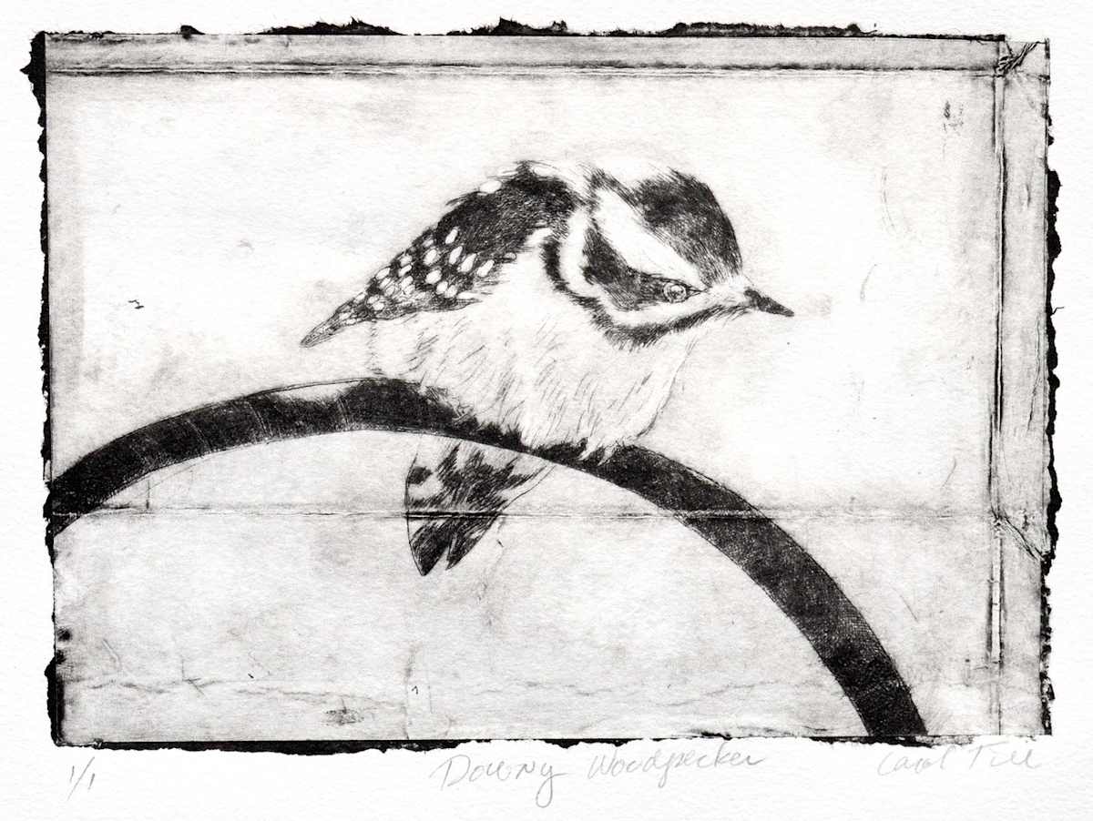 Downy Woodpecker 1/1 by Carol Till, Image 1.