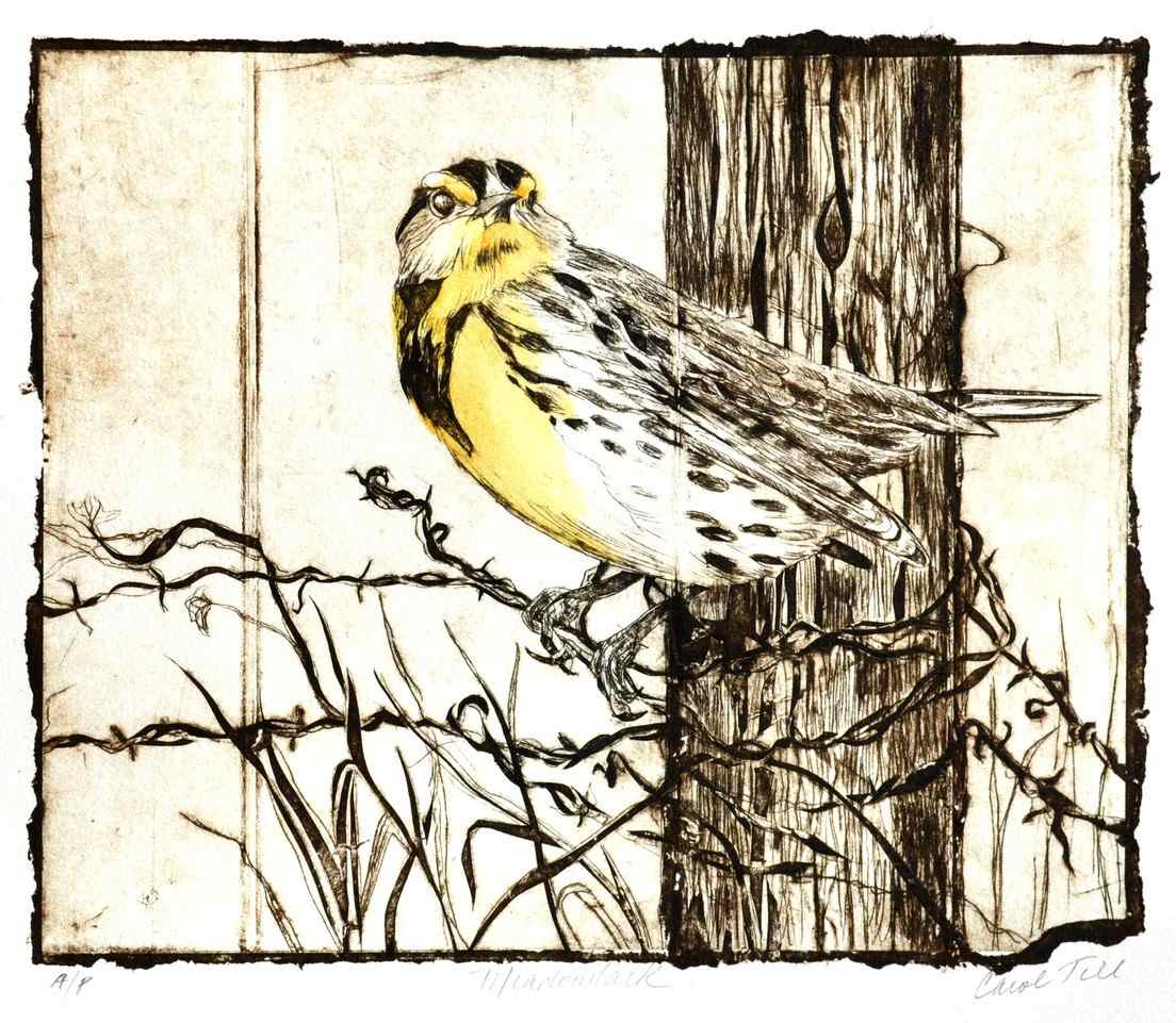 Meadowlark AP by Carol Till, Image 1.
