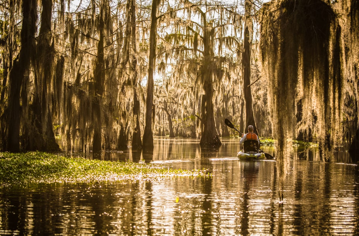 Paddling through the cypress forest by Dustin Doskocil 