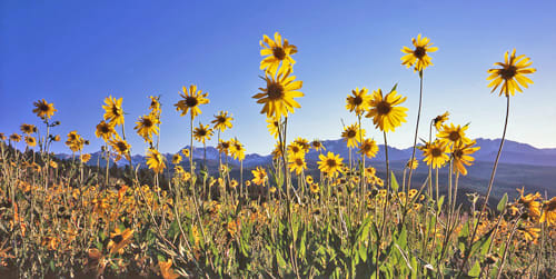 Gore Range Sunflowers by John Fielder 