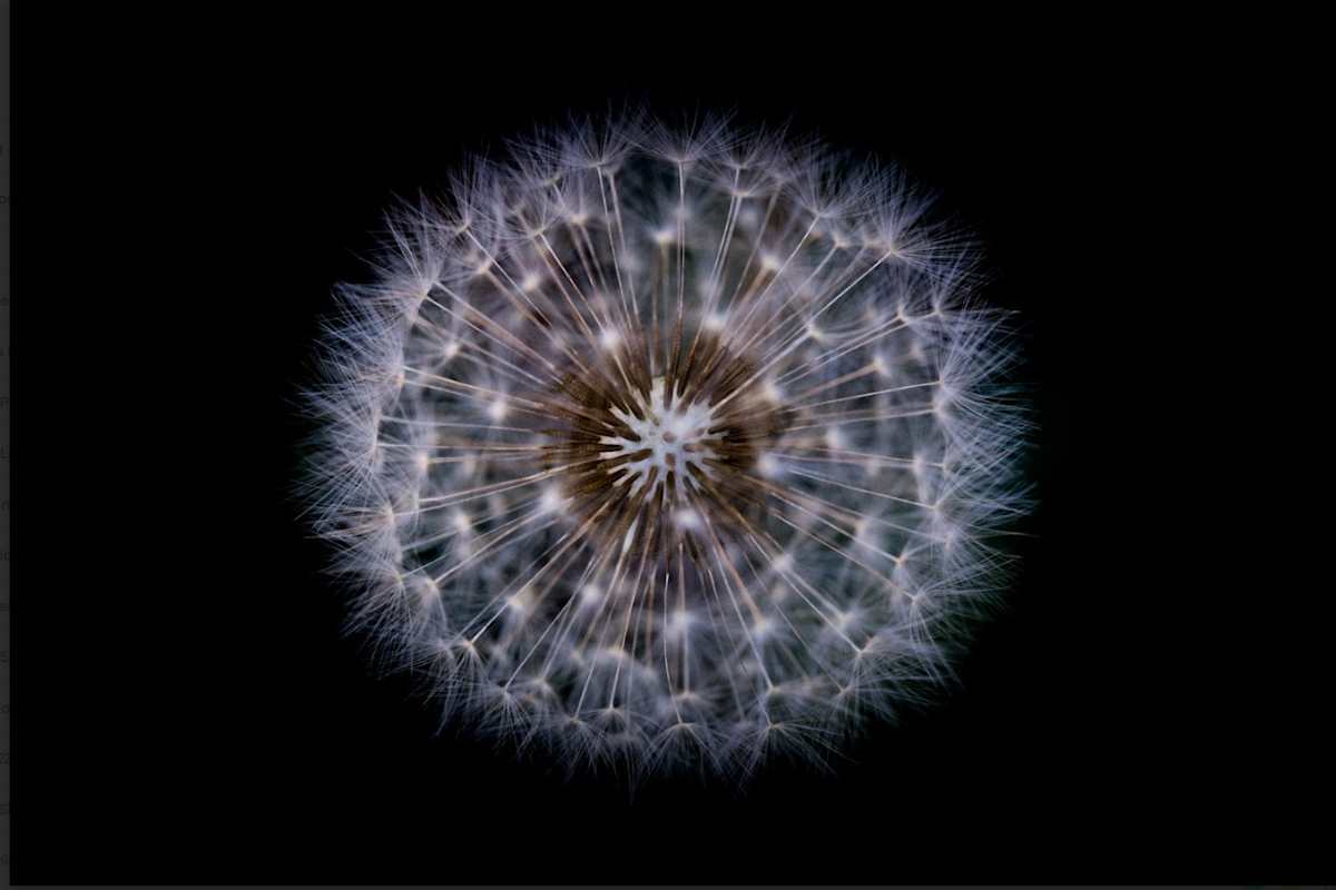 Wish / Wonder by Jenifer Bunn 