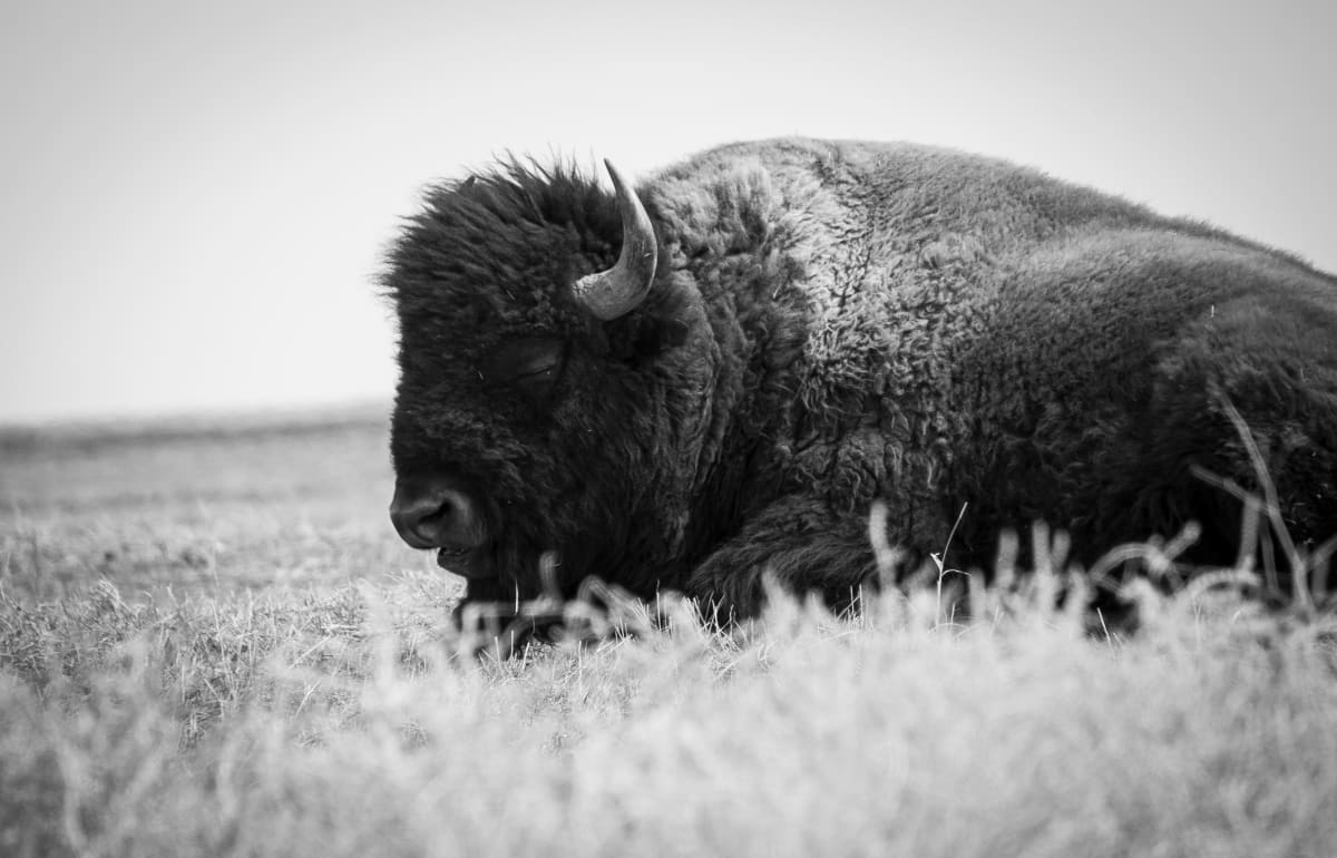 Meditative Bison by Erich Riegelmann 