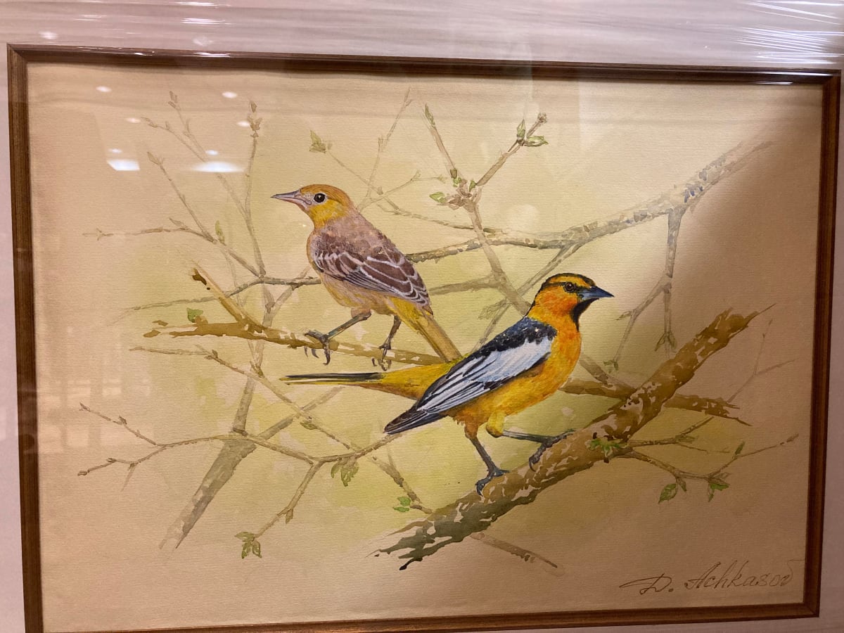 Pair of Bullock's Oriole by Demetrij Achkasov 