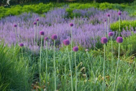 Purple Allium with Grasses by Abhi Ganju 