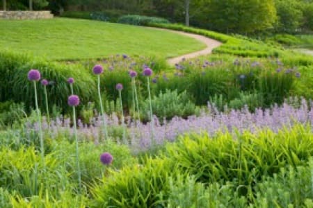 Purple Allium with Greenery and Pathway by Abhi Ganju 