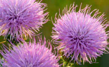 Thistle Trio by Henry Domke 