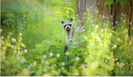 Peek a Boo by Unknown 