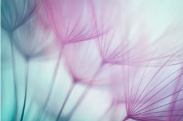 Macro Dandelion Seed, Image 1.