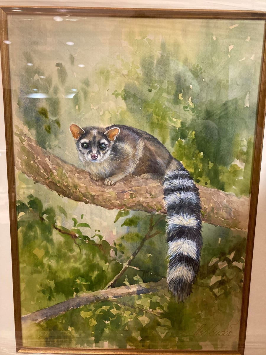 Ring-Tailed Cat (Bassariscus Astutus) by Demetrij Achkasov 