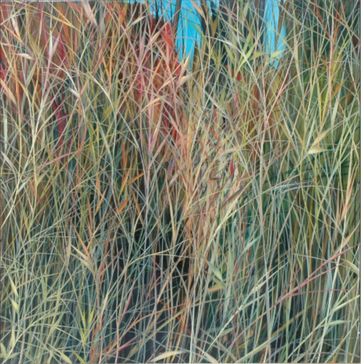 Grasses Series by Charlie Burk 