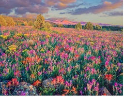 The meadow of wildflowers at Stony Pass by Unknown 