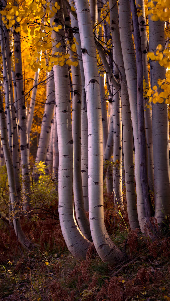 Aspen Sway by Dale Burkett 