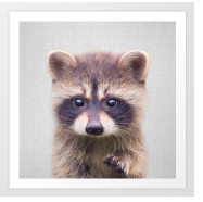 Racoon - Baby Animals by Gal Design 