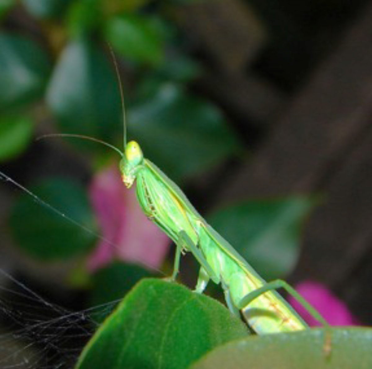 Bugged by Unknown Robinson, Image 1.