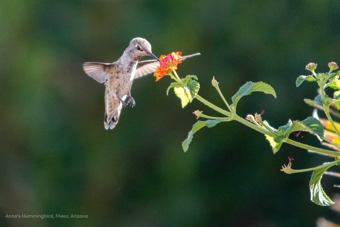 Anna's Hummingbird by Alexandra Buxbaum 