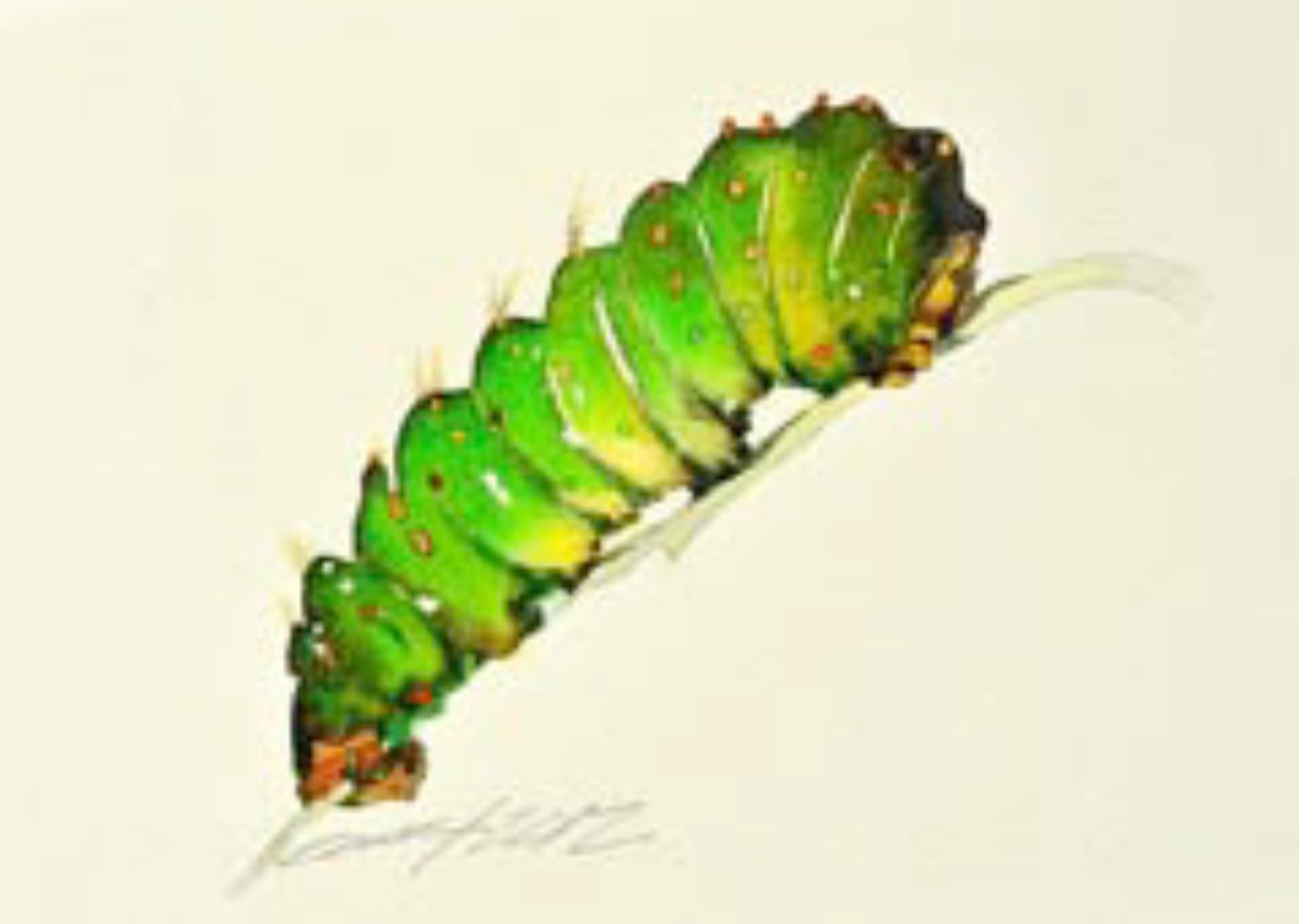 Green Caterpillar by Carol Carter 