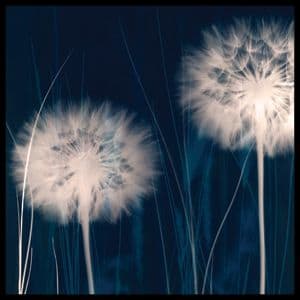 Dandelion by Ethan Jantzer 