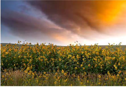 Flowers Along the Way, Image 1.