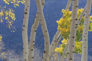Aspen Trees and Hillside by Donald Paulson 