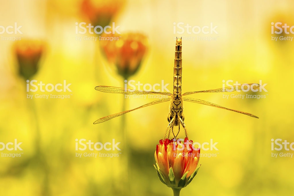 "Kchande" Dragonfly on Cosmos by Unknown 