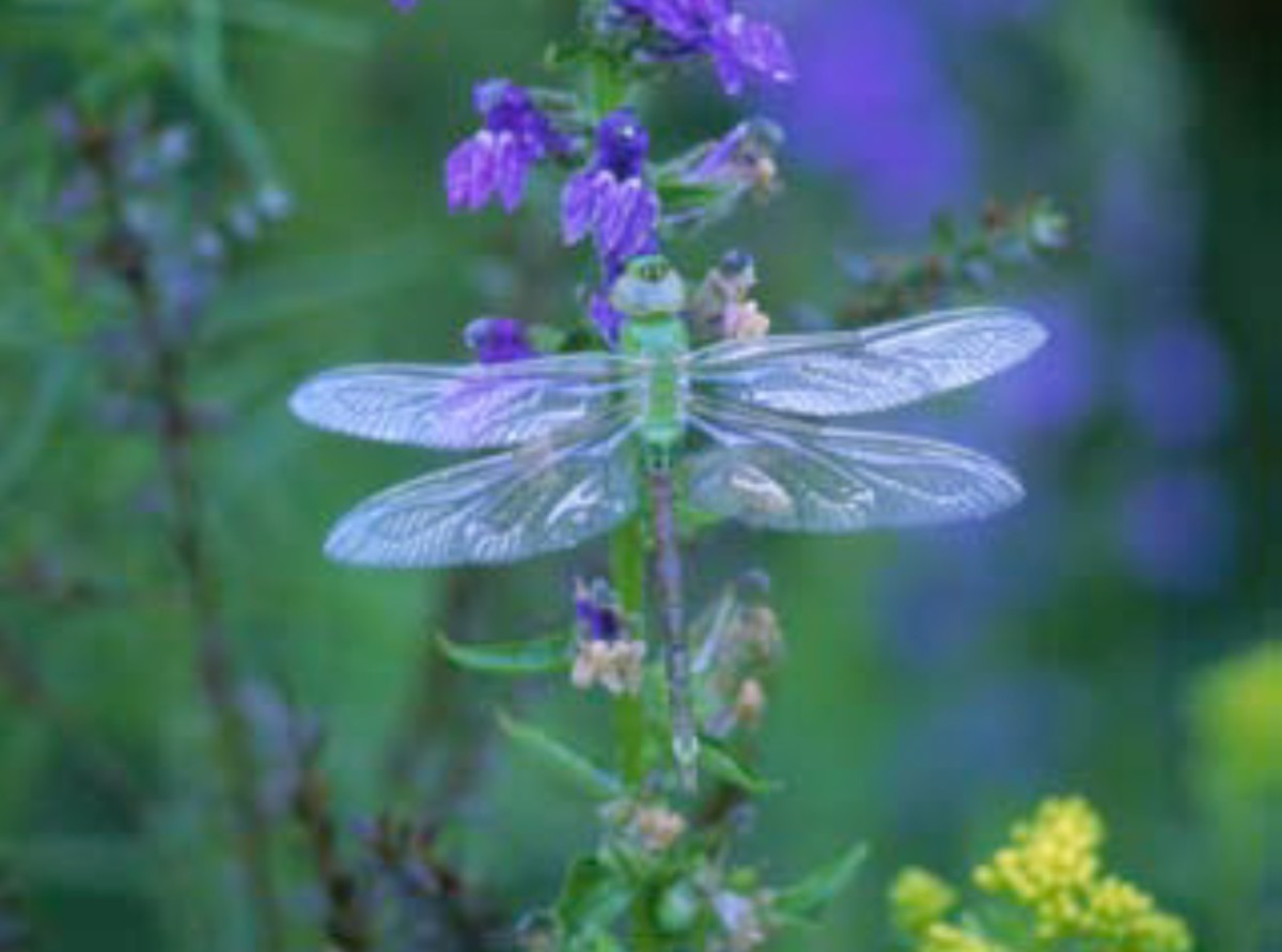 Dragonfly by Lynn M Stone 