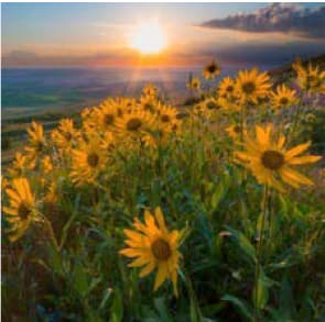 Sunflowers at Sunset 