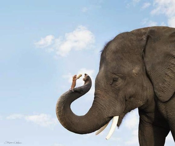 Elephant and Mouse Friend by Stephanie Roeser 