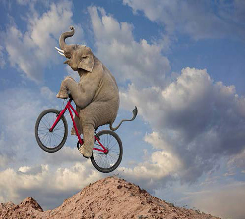 Elephant Mountain Biking by John Lund 