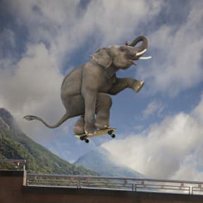 Elephant Skateboarding by John Lund 