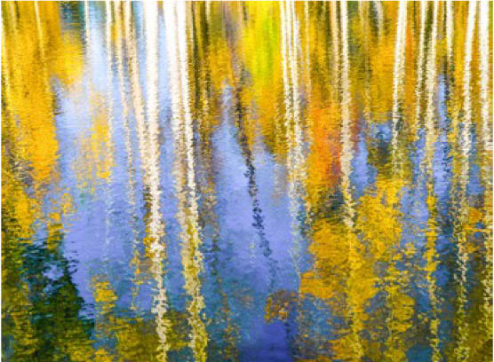 Aspen Tree Reflection, Image 1.
