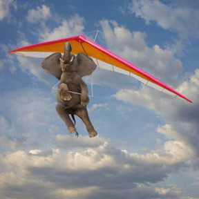 Flying Elephant by John Lund 