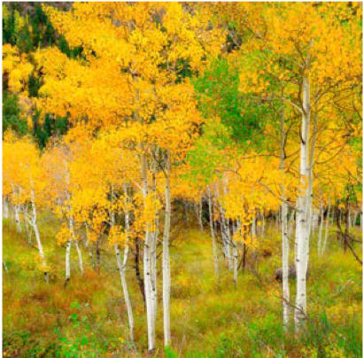 Aspens Along The Way, Image 1.