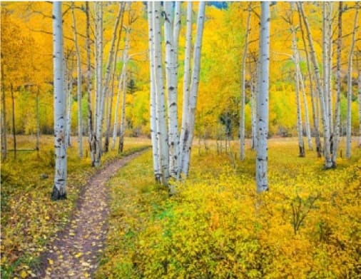 Autumn Aspen Forest in the Rocky Mountains, Colorado 