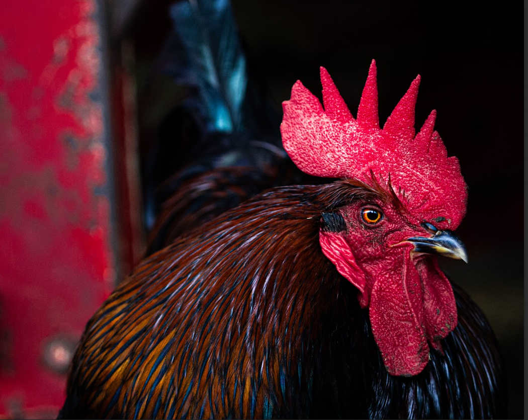 Scottish Rooster by Ian Wehner 
