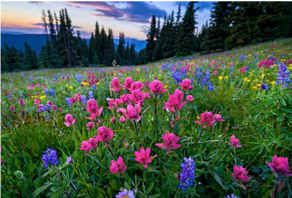 Wildflowers in Mountain Meadow at Sunset 