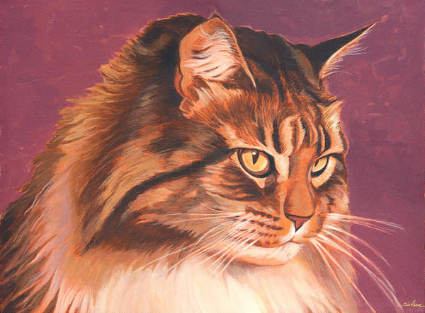 Maine Coon Portrait by Shawn Shea 