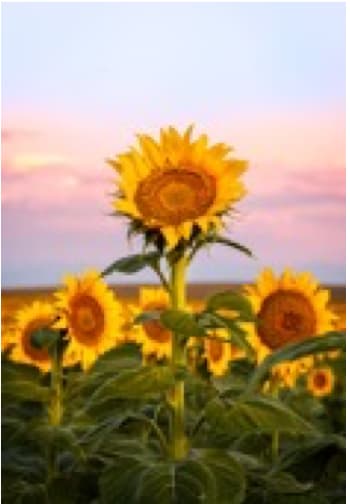 Sunflowers along the Colorado front range take in the morning light at sunrise by Unknown 