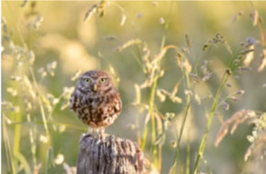 Little Owl Big World 