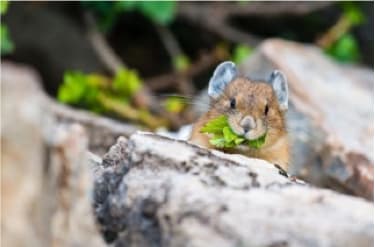 A Pika at Moraine Lake 