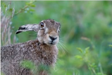 European Hare 