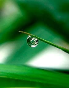 Single Drop by Unknown Robinson, Image 1.